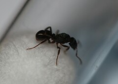 Rhytidoponera victoriae