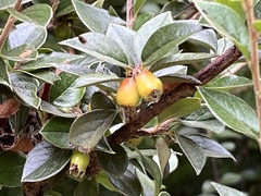 Cotoneaster simonsii