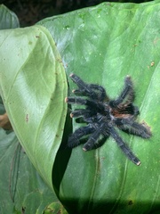 Avicularia avicularia