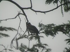 Pachyramphus aglaiae