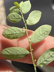 Phyllanthus tenellus