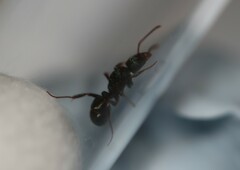 Rhytidoponera victoriae