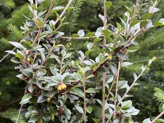 Cotoneaster simonsii