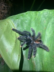 Avicularia avicularia