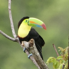Ramphastos sulfuratus