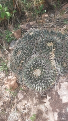 Mammillaria magnimamma