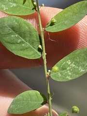 Phyllanthus tenellus
