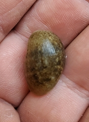 Bulla occidentalis