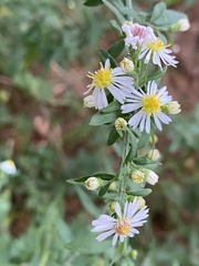 Symphyotrichum ontarionis