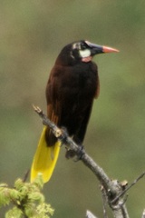 Psarocolius montezuma