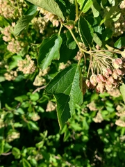 Physocarpus intermedius