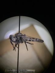 Cyrtopogon