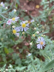 Symphyotrichum ontarionis