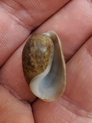 Bulla occidentalis