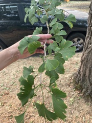 Ginkgoopsida