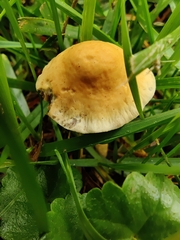 Cystoderma amianthinum
