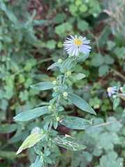 Symphyotrichum ontarionis
