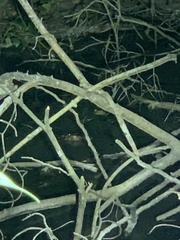 Paleosuchus trigonatus