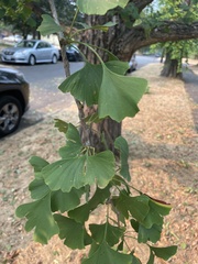 Ginkgoopsida