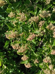 Physocarpus intermedius