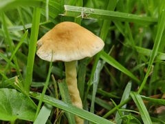 Cystoderma amianthinum