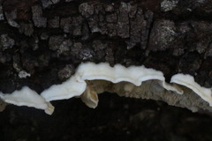 Byssomerulius corium