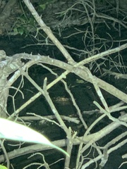 Paleosuchus trigonatus