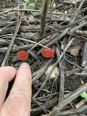 Hortiboletus rubellus