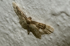 Idaea rusticata