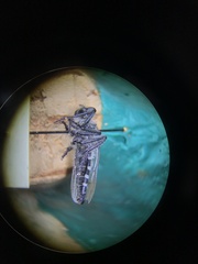 Cyrtopogon