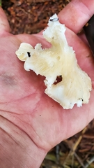 Pleurocybella porrigens