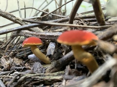Hortiboletus rubellus