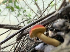 Hortiboletus rubellus