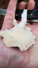 Pleurocybella porrigens