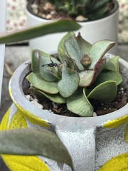 Tritoxa flexa