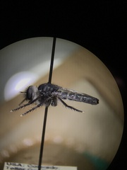 Cyrtopogon