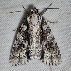 Acronicta liturata
