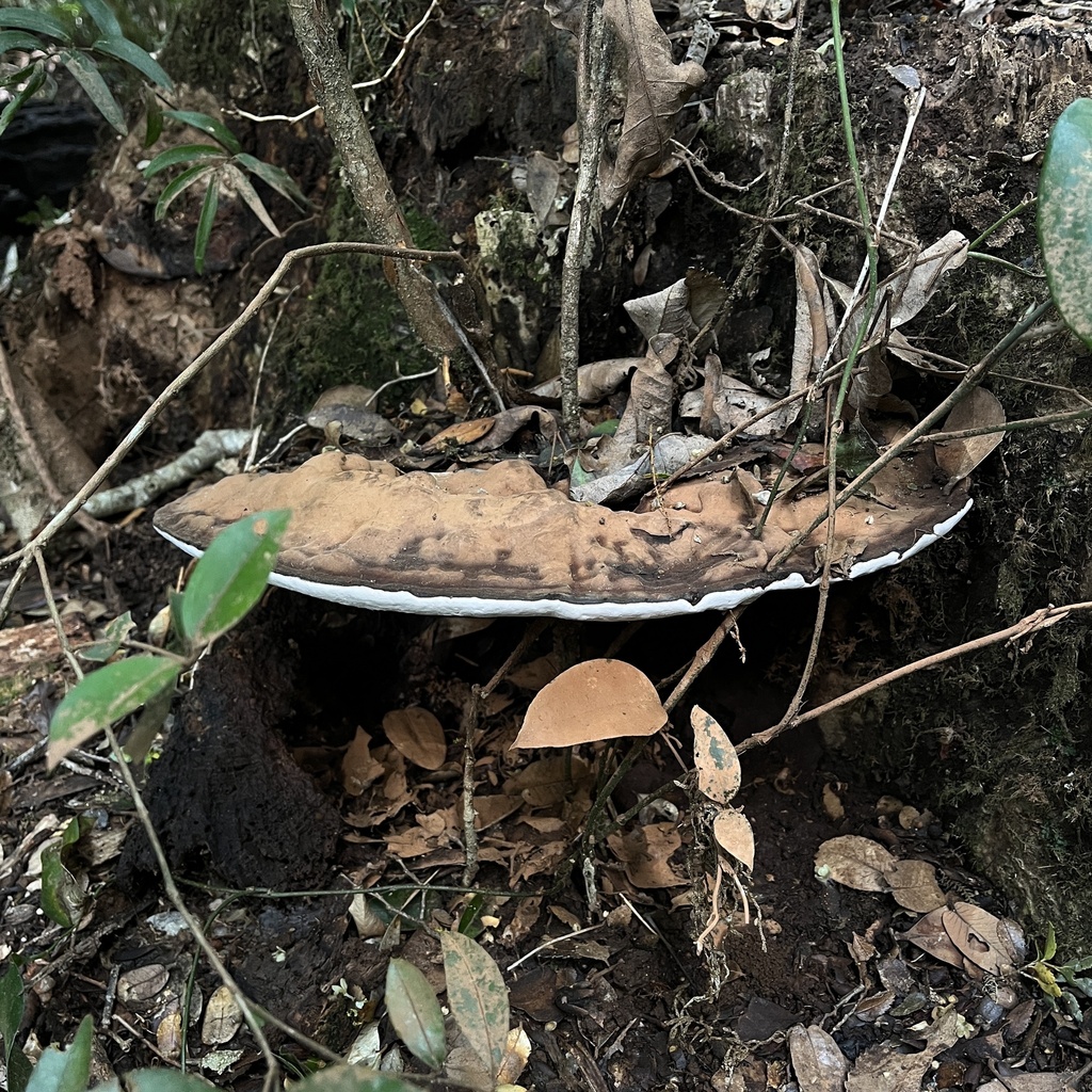 Ganoderma australe · September 2022 · photo: © cristianriquelme (iNaturalist, cc-by)