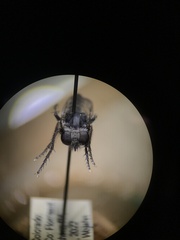 Cyrtopogon