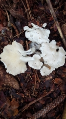 Pleurocybella porrigens