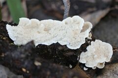 Byssomerulius corium