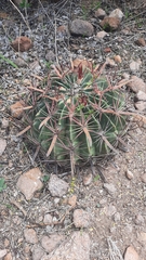 Ferocactus latispinus
