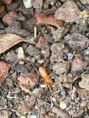 Dysdera crocata