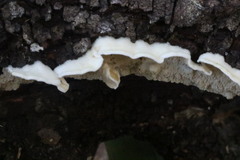 Byssomerulius corium