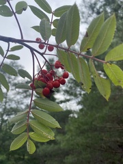 Sorbus decora