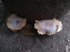 Gymnopilus palmicola
