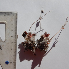 Potentilla vulcanicola