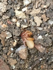 Dysdera crocata