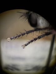 Cyrtopogon