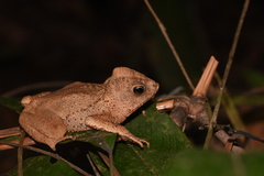 Rhinella margaritifera